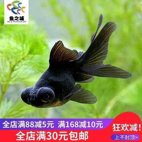 黑龍魚可以和什么魚混養(yǎng)一起養(yǎng)呢圖片