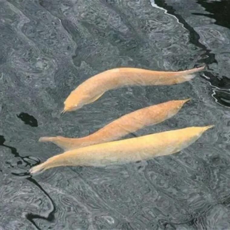 黑龍魚可以和什么魚混養(yǎng)一起養(yǎng)呢圖片