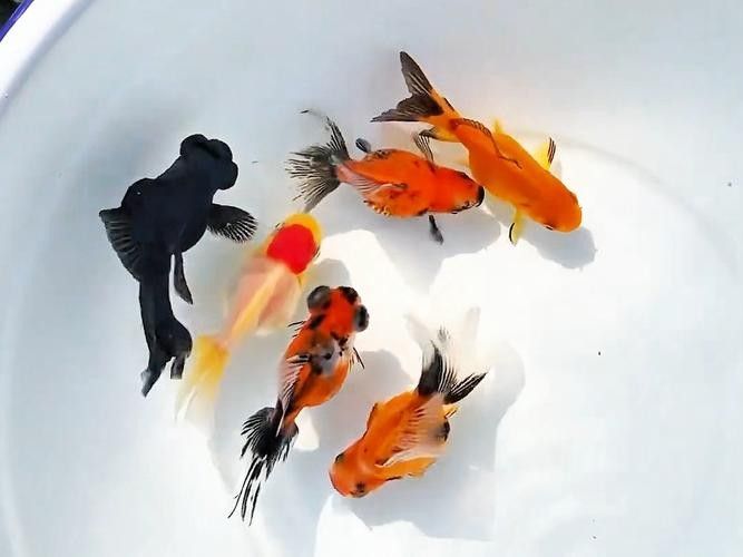 黑龍魚可以和什么魚混養(yǎng)一起養(yǎng)呢圖片