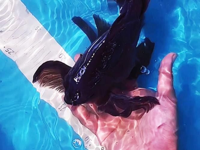 黑龍魚可以和什么魚混養(yǎng)一起養(yǎng)呢圖片