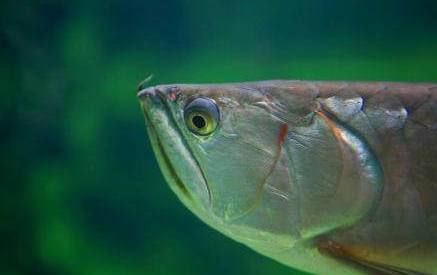 龍魚(yú)白眼病怎么醫(yī)治的：龍魚(yú)白眼病怎么辦