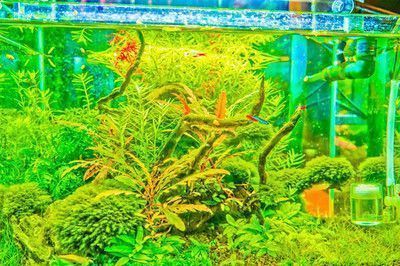 紅龍魚缸背景圖哪個好，紅龍魚缸背景圖的選擇