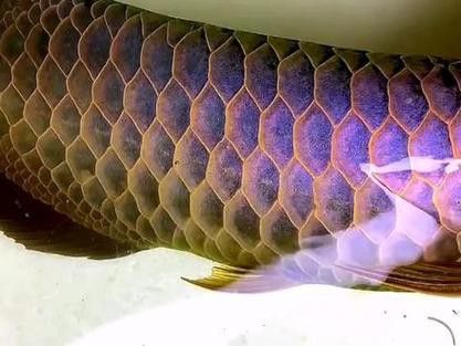 如何挑選合適的藍(lán)底龍魚(yú)？