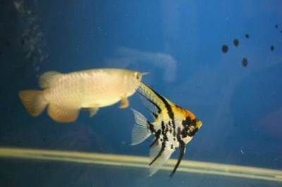 龍魚號碼查詢（關于龍魚號碼查詢的詳細信息）