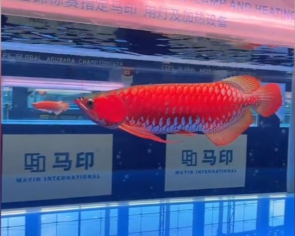 龍魚號碼查詢（關于龍魚號碼查詢的詳細信息）