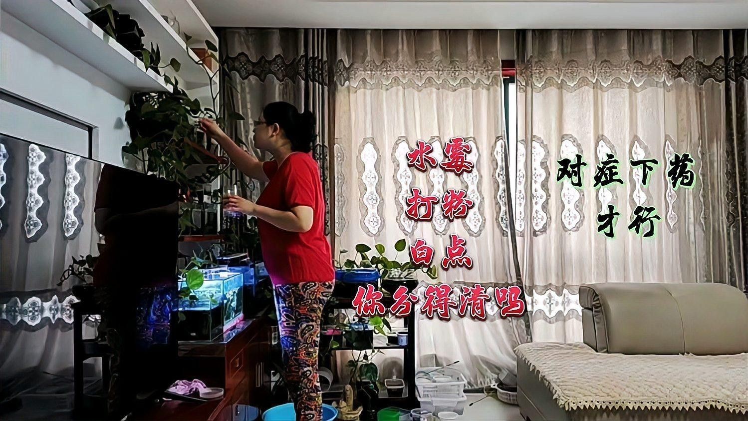 如何預(yù)防銀龍魚的白絮病？