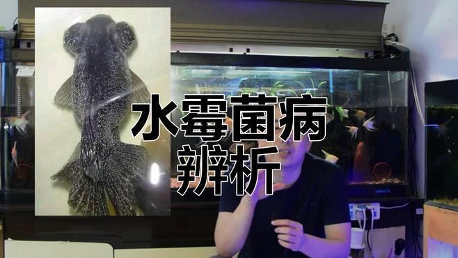 如何預(yù)防銀龍魚的白絮病？