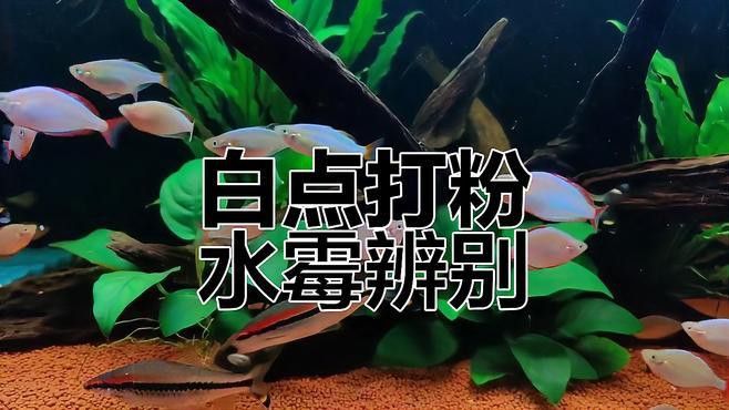 如何預(yù)防銀龍魚的白絮病？