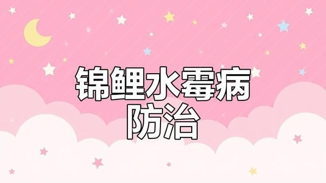 如何預(yù)防銀龍魚的白絮病？