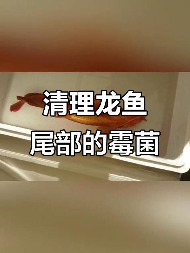 推薦一些龍魚的做法