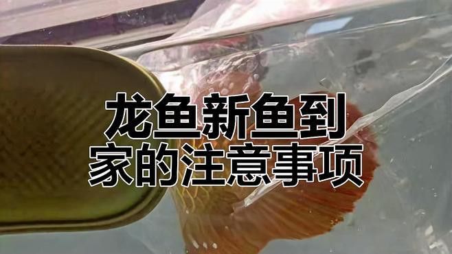 推薦一些龍魚的做法
