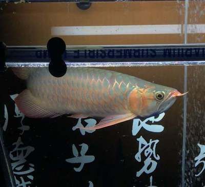金龍魚魚刺多嗎