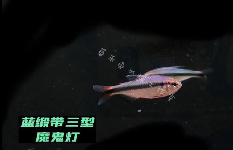 賽級藍底最簡單三個魚