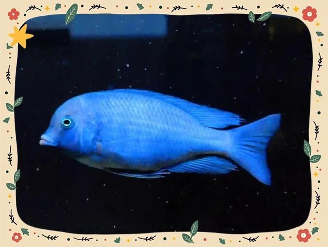 賽級藍底最簡單三個魚