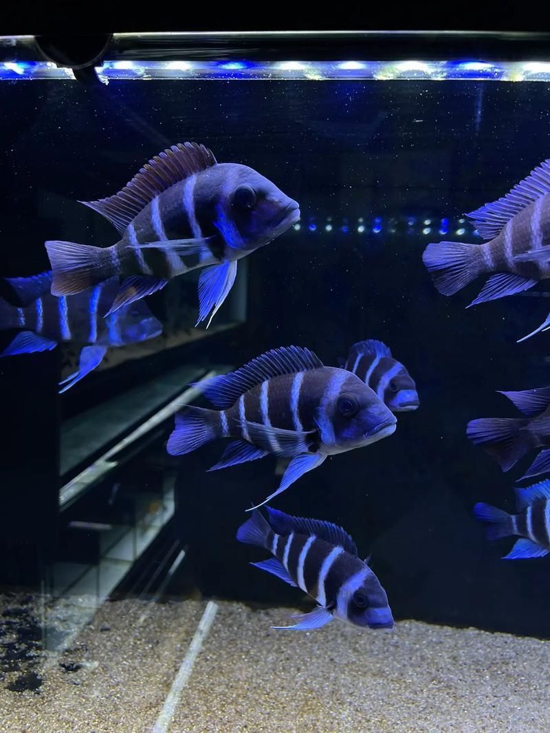 賽級藍底最簡單三個魚