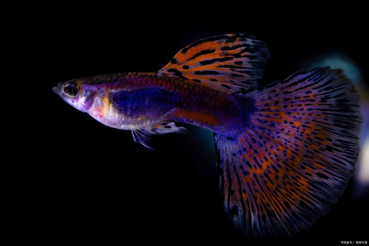 賽級藍底最簡單三個魚