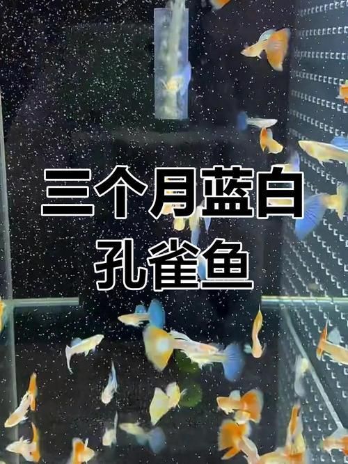 賽級藍底最簡單三個魚
