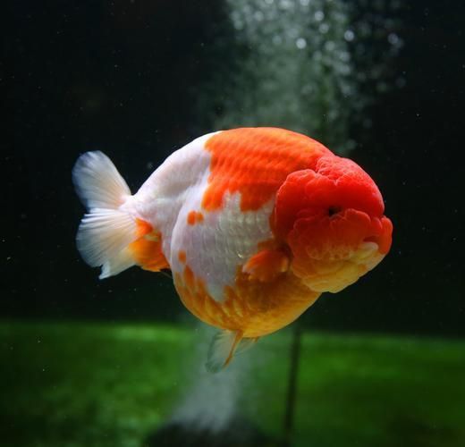 賽級藍底最簡單三個魚