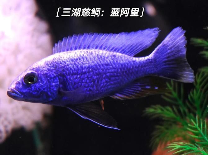 賽級藍底最簡單三個魚