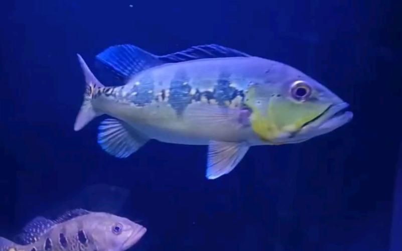 賽級藍底最簡單三個魚