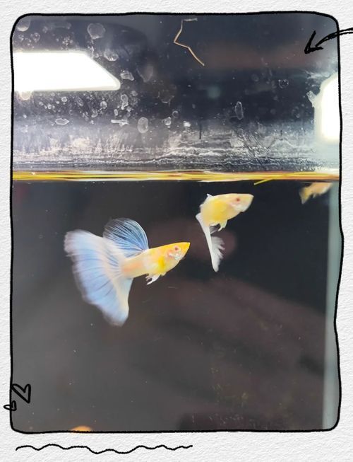 賽級藍底最簡單三個魚