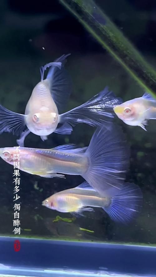 賽級藍底最簡單三個魚