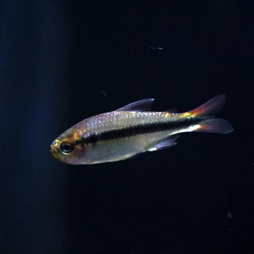 賽級藍底最簡單三個魚
