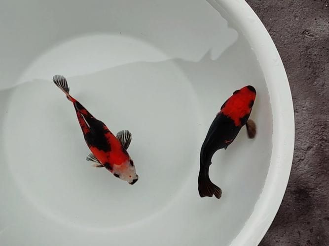 賽級藍底最簡單三個魚