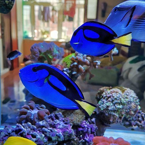 賽級藍底最簡單三個魚