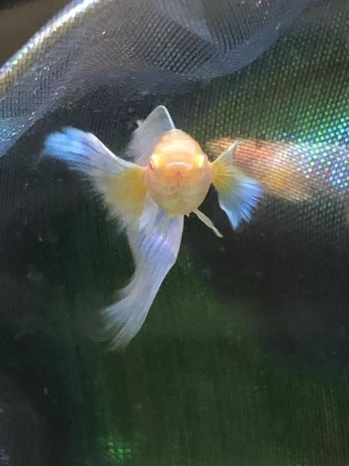 賽級藍底最簡單三個魚