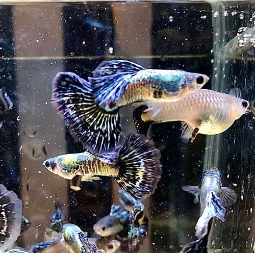 賽級藍底最簡單三個魚