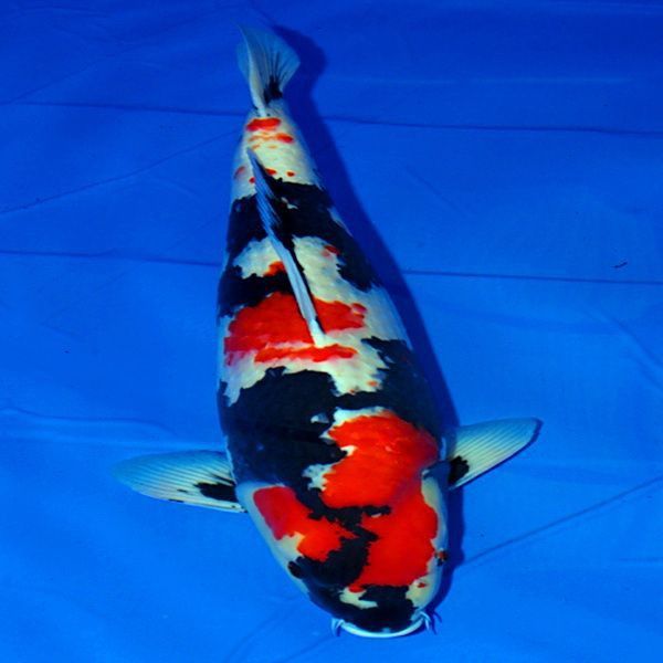 賽級藍底最簡單三個魚