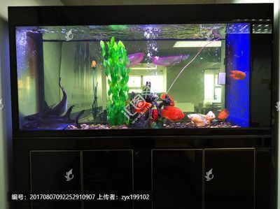 龍魚閣魚缸廠家地址：龍魚閣魚缸廠家地址探討龍魚閣魚缸廠家的詳細(xì)地址