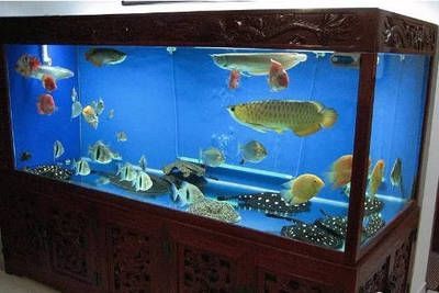 龍魚閣魚缸廠家地址：龍魚閣魚缸廠家地址探討龍魚閣魚缸廠家的詳細(xì)地址