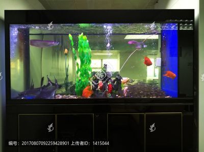 龍魚閣魚缸廠家地址：龍魚閣魚缸廠家地址探討龍魚閣魚缸廠家的詳細(xì)地址