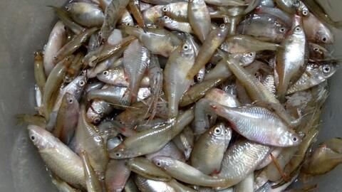 喂龍魚的小魚能買回來冰凍嗎：喂龍魚的小魚可以買回來冰凍嗎，