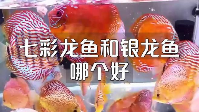 銀龍魚和七彩龍魚哪個更具有觀賞性？