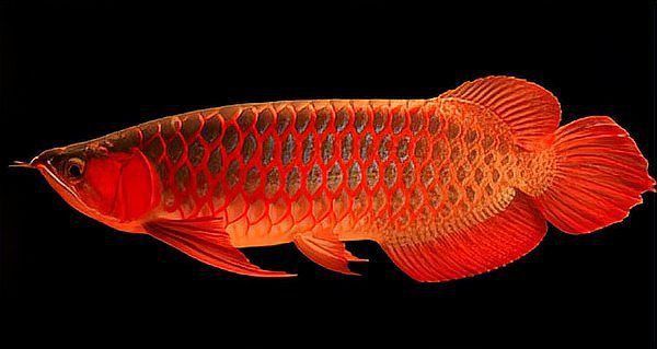 如何判斷紅龍魚幼苗的血統純正？