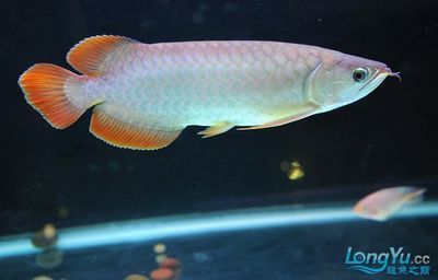 網上購買龍魚是可行的，但需要注意一些風險和細節和細節：從網上買龍魚可以嗎