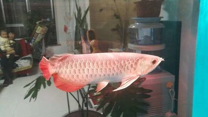 羅漢魚批發(fā)一條街