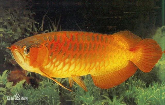 真的有金龍魚嗎？