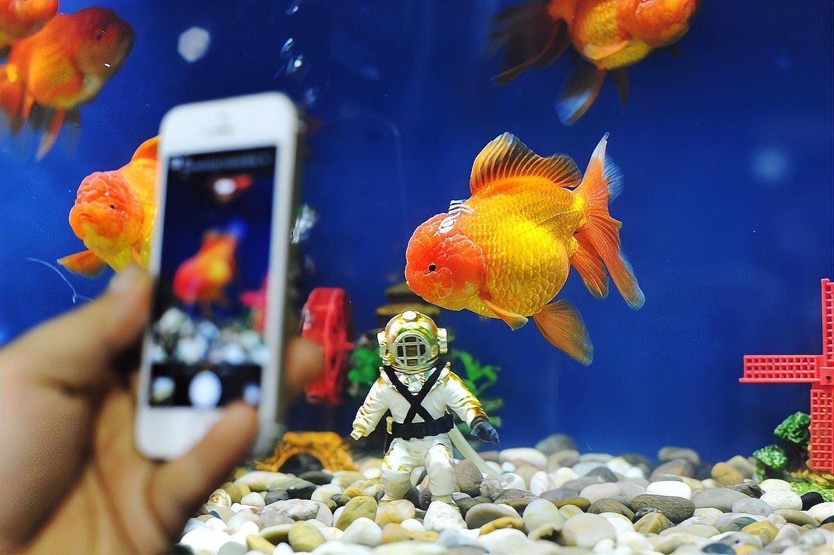 龍魚蒙眼病多久能好？