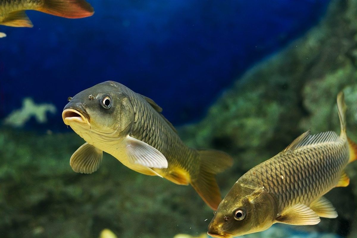 龍魚蒙眼病多久能好？