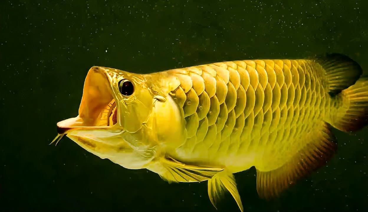 龍魚(yú)為什么要烤燈（龍魚(yú)烤燈對(duì)于人工飼養(yǎng)的龍魚(yú)來(lái)說(shuō)是非常重要的）