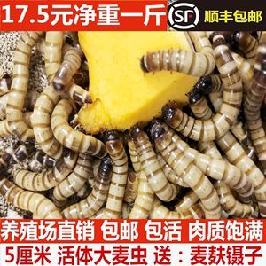 金龍魚吃大麥蟲長得快：金龍魚只吃大麥蟲好嗎金龍魚吃大麥蟲好嗎