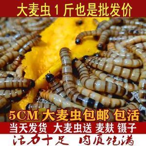金龍魚吃大麥蟲長得快：金龍魚只吃大麥蟲好嗎金龍魚吃大麥蟲好嗎