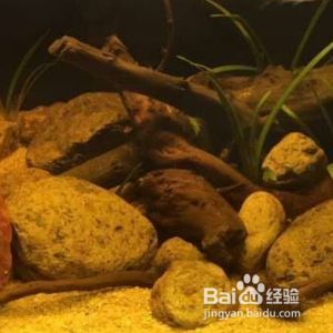 銀板魚燈光模擬自然光技巧：銀板魚燈光模擬自然光的技巧 銀板魚燈光模擬自然光技巧：銀板魚燈光模擬自然光的技巧 龍魚百科 第3張