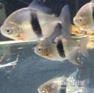 銀板魚燈光模擬自然光技巧：銀板魚燈光模擬自然光的技巧 銀板魚燈光模擬自然光技巧：銀板魚燈光模擬自然光的技巧 龍魚百科 第4張