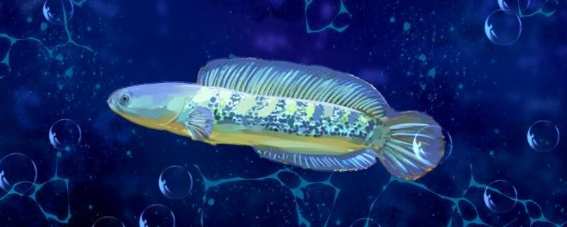 彩虹雷龍魚吃什么