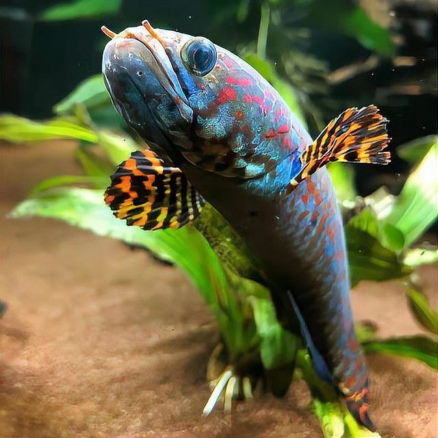 如何人工繁育這些稀有雷龍魚？